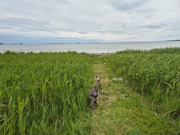 Paul samler ind sammen med sine border terriere Max og Otto